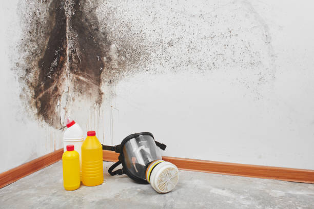 Professional Mold Removal in Horse Cave, KY