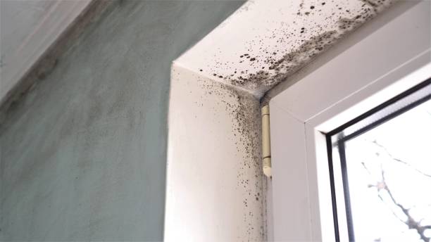 Mold Removal Process in Horse Cave, KY