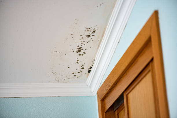 Best Home Mold Removal  in Horse Cave, KY