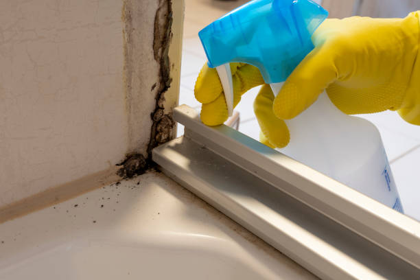Best Fast Mold Removal  in Horse Cave, KY