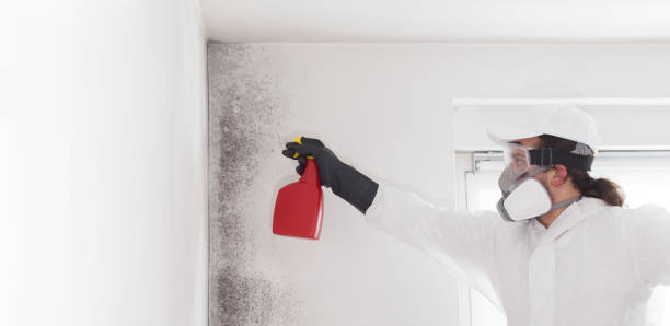 Best Attic Mold Removal  in Horse Cave, KY